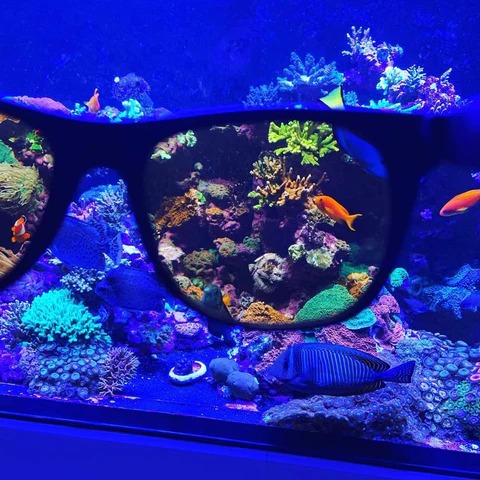 D-D Coral Viewing Glasses - Image 3