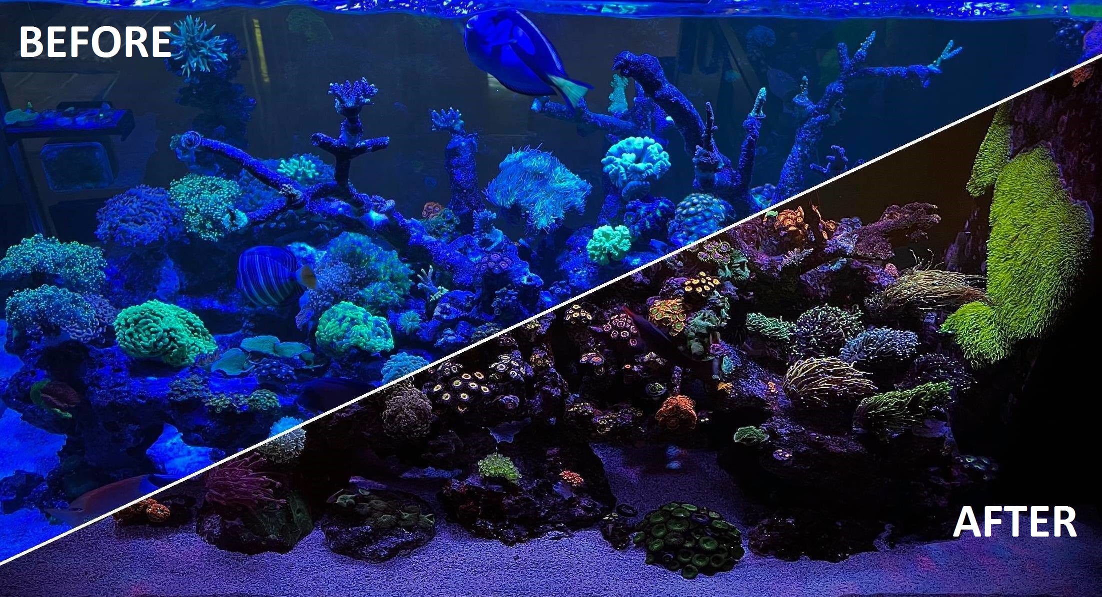 D-D Coral Viewing Glasses - Image 4