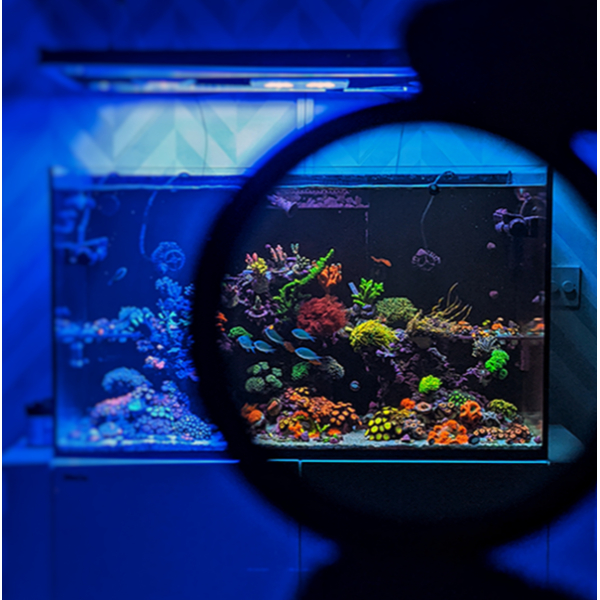 D-D Coral Colour Lens XL - Image 5