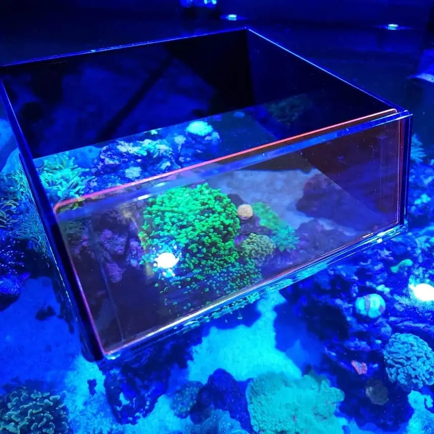 Flipper Top Down Aquarium Viewer (Clownfish) - Image 3