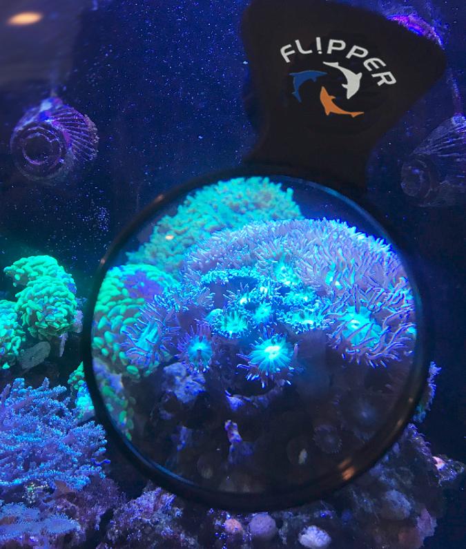 Flipper DeepSee Magnified Magnetic Aquarium Viewer - Image 4