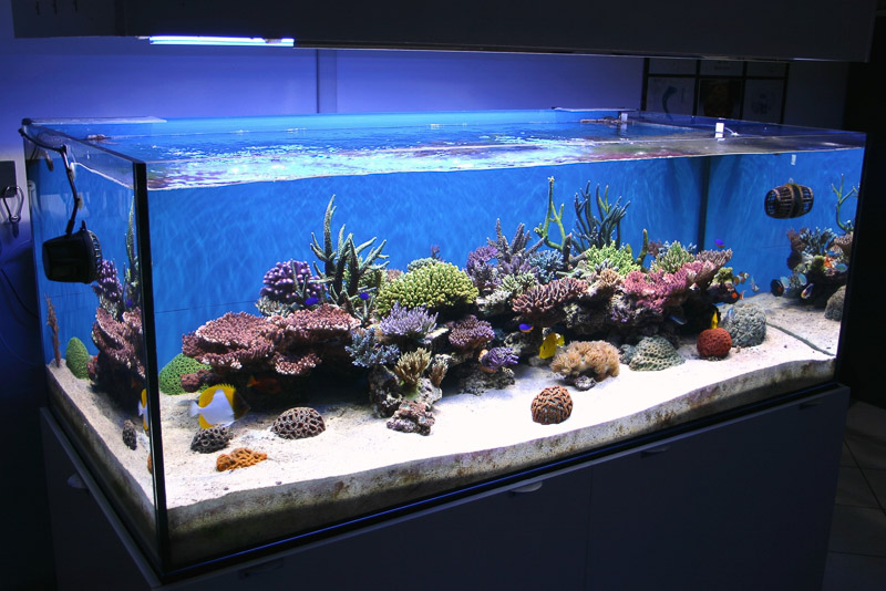 Caribsea - Arag Alive Special Grade Reef Sand - Image 4