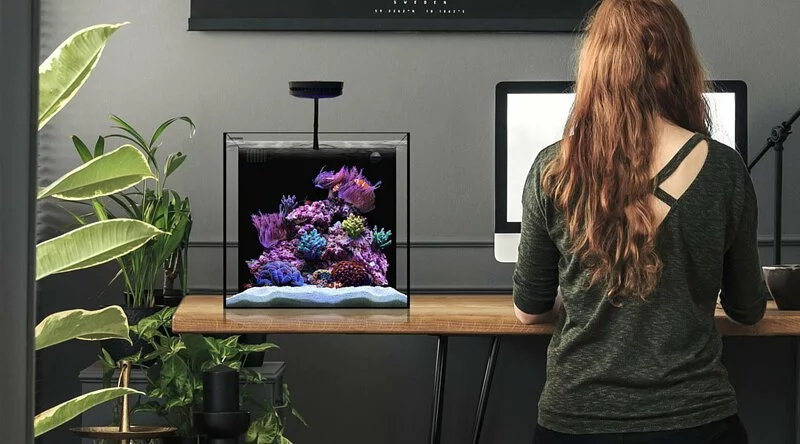 Waterbox Aquariums CUBE 20