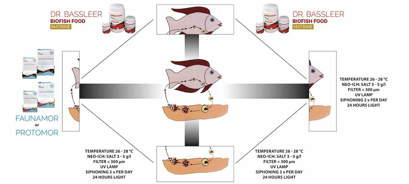 Dr. Bassleer Biofish Food MATRINE - Image 3